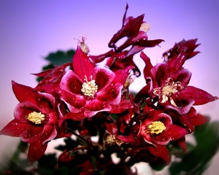 Columbine - photograph, columbine, summer, red, spring, flower