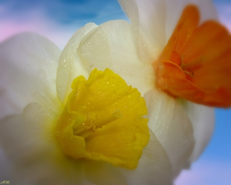 Daffodills - daffodill, summer, photograph, spring, photo shopped, flower