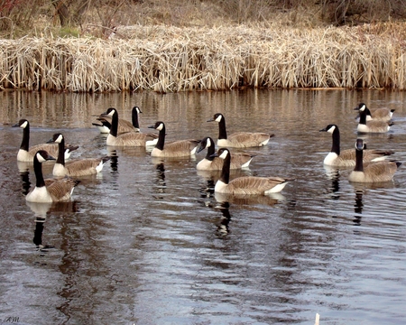 Canadian Geese - geese, photograph, fall, birds, pond, autumn, spring