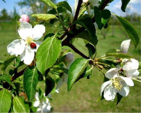 Apple Blossom 2 - ladybug, insect, spring, apple, flower, tree