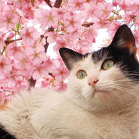 cherry blossom with cat