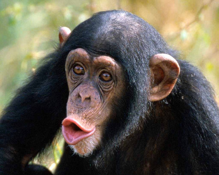 chimpanzee - primate, ape, monkey