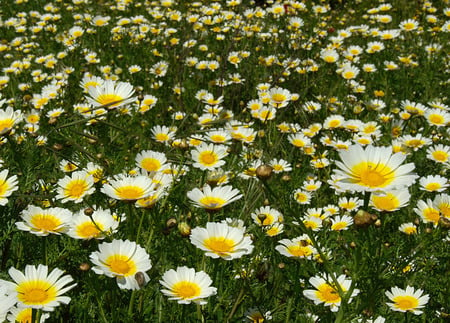 chrysanthemum field - field, chrysanthemum, grass