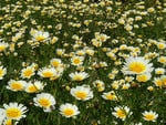 chrysanthemum field