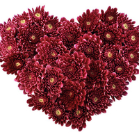 chrysanthemum heart