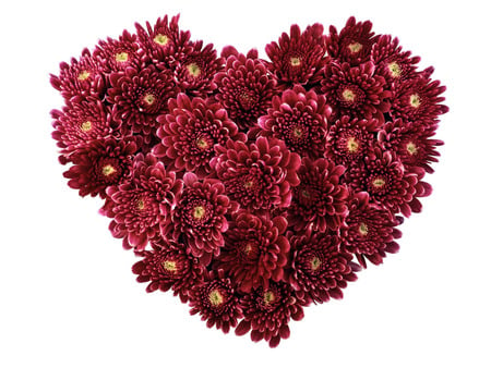 chrysanthemum heart - purple, heart, flowers, love, chrysanthemum