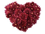 chrysanthemum heart