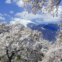 cherry blossoms with mountain