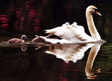 swan mother - ducklings, swan, water, mother, bird