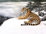 Chinese Mountain Snow Tiger