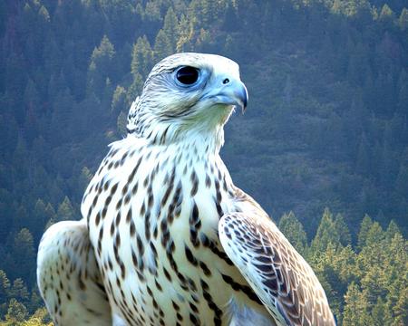 Regal White Falcon - birds, white falcon, animals