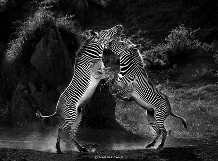 THE FIGHT - zebras, fight, animals, striped, wild