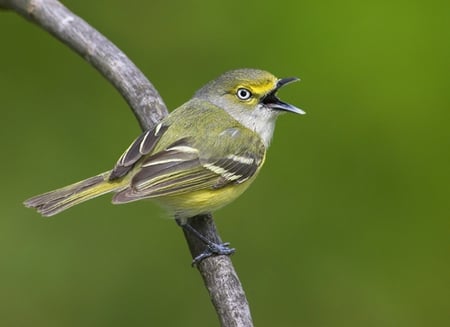 WHITE-EYED VIREO BIRD - animal, colorful, feathers, bird