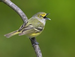 WHITE-EYED VIREO BIRD