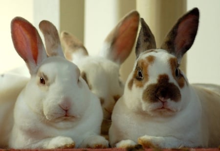 RABBITS - rabbits, cute, bunnies, bunny, animals