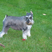 Schnauzer