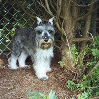 Schnauzer