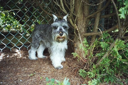 Schnauzer - schnauzer, salt and pepper, mini, puppy