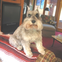 Schnauzer on sofa