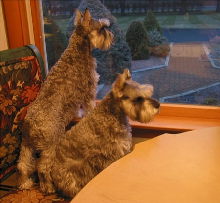 Waiting for Mom to come home - mini, waiting, window seat, schnauzers