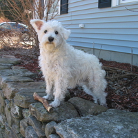 White Schnauzer