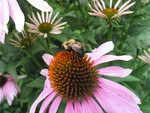 Bee on bee balm flower