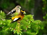 Pretty birds in the nature