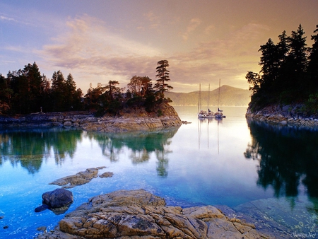 Sunset lake - tree, nature, sunset, river