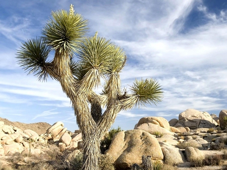 Cactus - tree, desert, cactus, nature