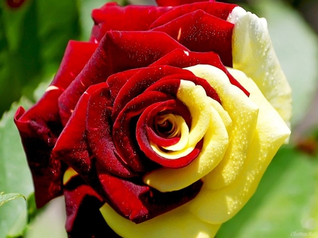 Exotic rose - petal, colour, yellow, red, rose, flower