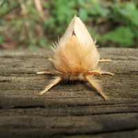 Do you like my hairdo?