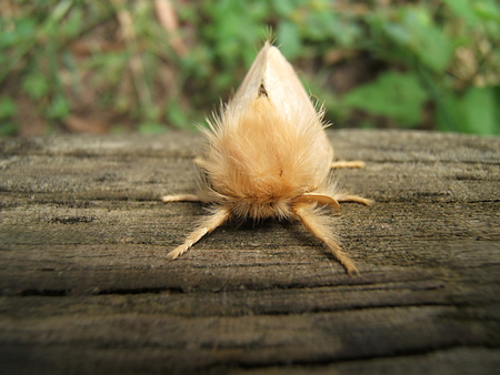 Do you like my hairdo? - on log, hairy, sitting, moth