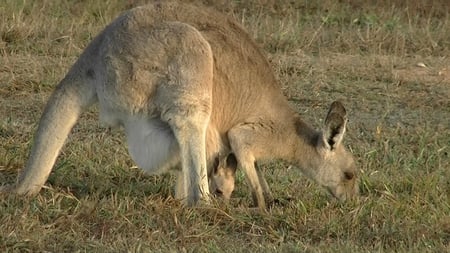 Kangaroo and Joey feeding - kangaroo, feeding, and, joey