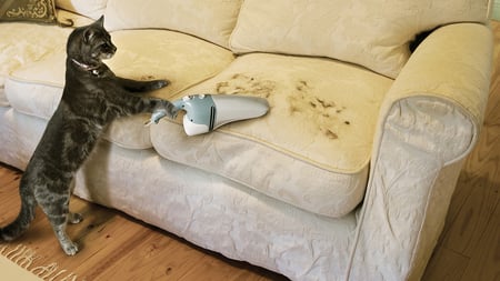 Funny Cleaning Cat - wool, cleaning, a sofa, funny, vacuum cleaner, cat