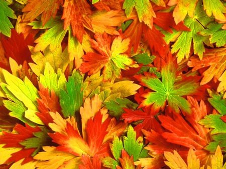 Kaleidoscope of fall - autumn, kaleidoscope, nature, fall, yellow, red, green, leaves, mix, colors