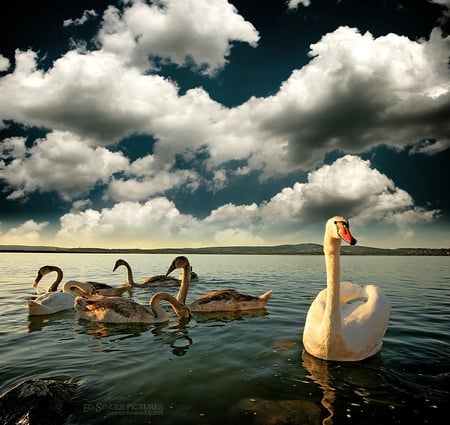 Odd Man Out - clouds, water, ducks, other, animals