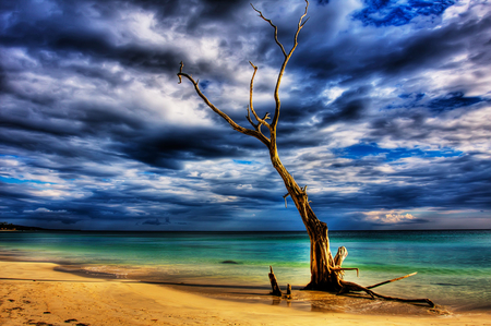 Lone Tree HDR - sky, sunset, neach, lone tree, clouds, blue, beautiful, green, hdr