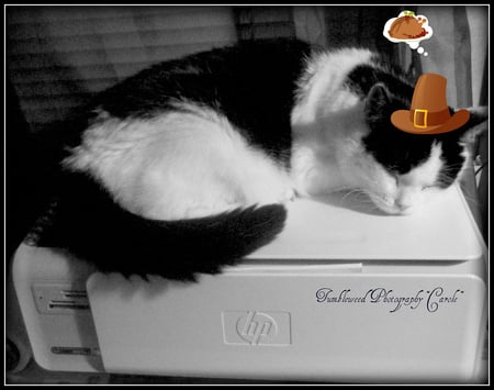 Thanksgiving Dream - thanksgiving, sleeping, dream, cat, black white