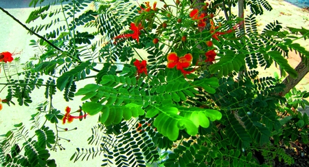 Pride of Barbados - green, butterfly flowers, yellow, red