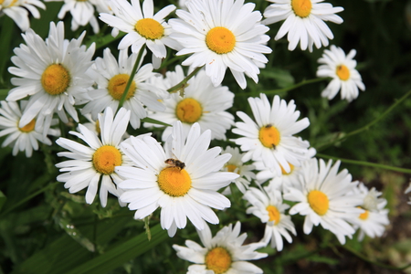 Daisies Flowers