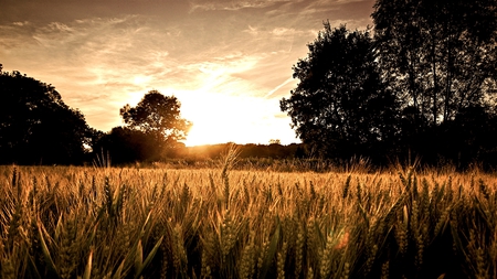 BEAUTIFUL FIELD - wallpaper, cool, nice, beautiful, 2011, amazing, hd