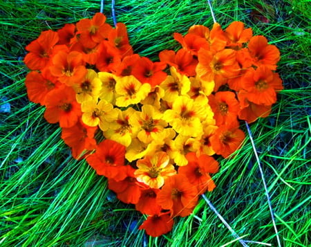 Autumn love - heart shape, yellow, orange, flowers, colors, grass