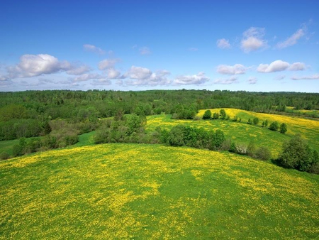 The World of Dandelions - field, trees, dandelions, sky