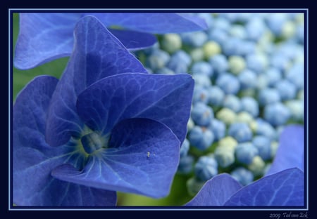 ALL IN BLUE - white, flowers, blue, beautiful