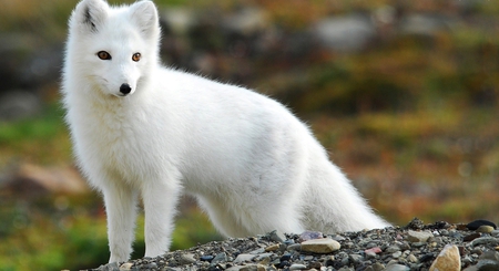 White Fox - eyes, black, marble, other, rocks, white, fox, yellow, animal