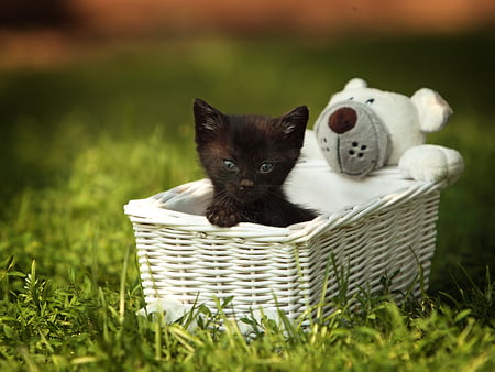 hello - blue eyes, toy, basket, black, kitten