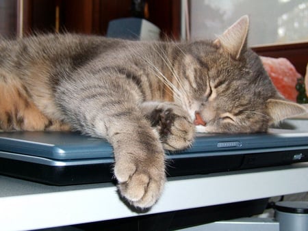 only a small break - sleep, computor, cat, break, rest