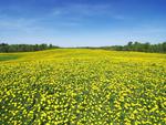 Field of Dandelions