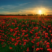 Poppy Field