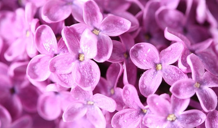 Lilac - tenderness, purple, water drops, beaty, lilac, flower